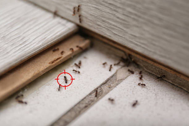 Best Mosquito Control Services  in Orcdlands Estates, HI