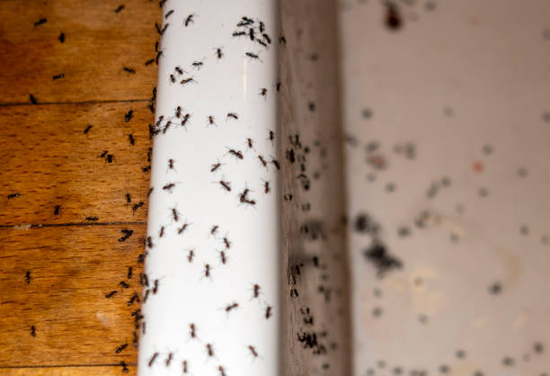Best Best Pest Control Companies  in Orcdlands Estates, HI
