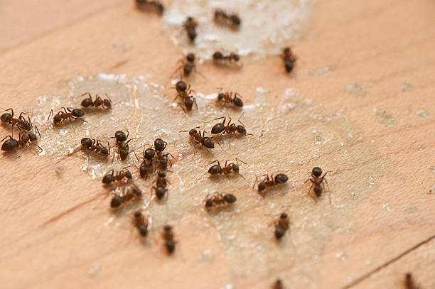 Best Emergency Pest Control  in Orcdlands Estates, HI