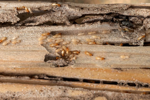 Best Emergency Pest Control  in Orcdlands Estates, HI