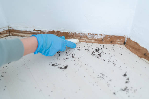 Best Termite Control Services  in Orcdlands Estates, HI